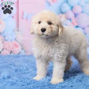 Ace, Mini Aussiedoodle Puppy